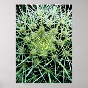 Póster Cactus