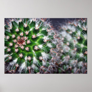 Póster cactus