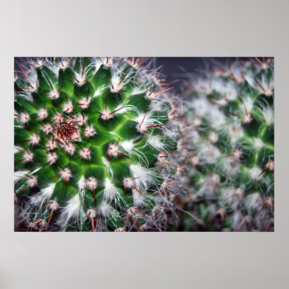 Póster cactus