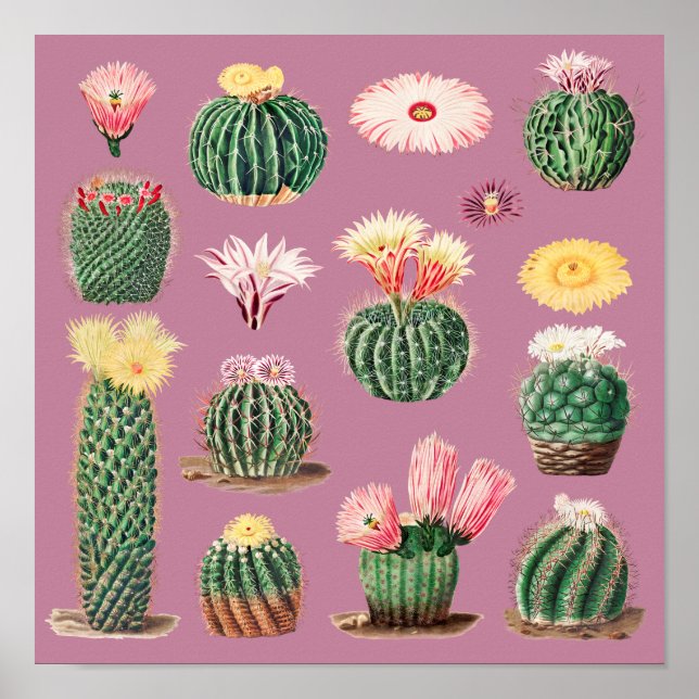 Póster Cactus (Frente)