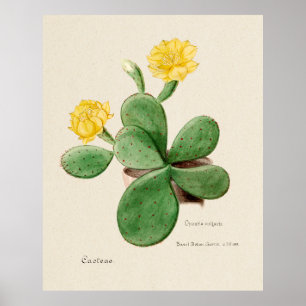 Póster Cactus 2