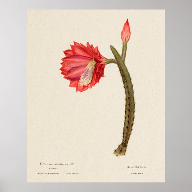 Póster Cactus 4 (Frente)