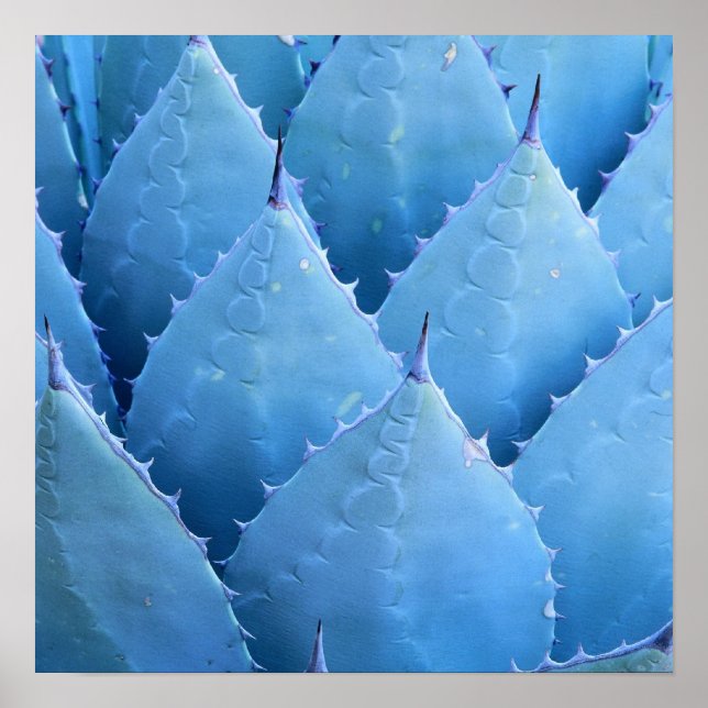 Póster Cactus azules (Frente)