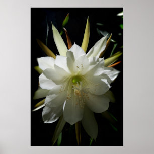 Póster Cactus Bloom