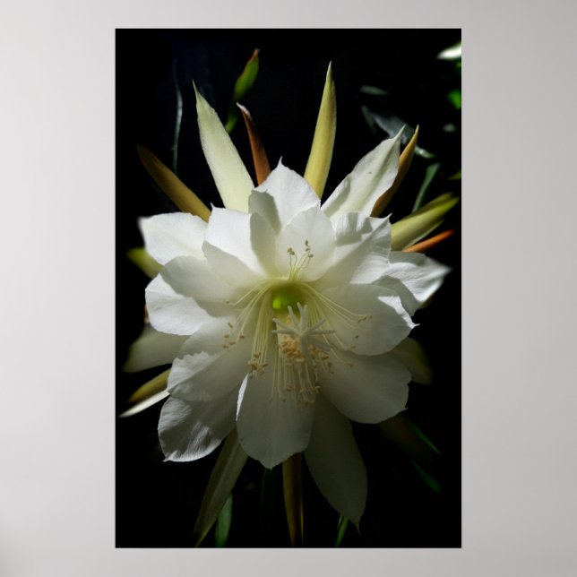 Póster Cactus Bloom (Frente)