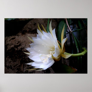 Póster Cactus Bloom