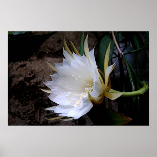 Póster Cactus Bloom (Frente)