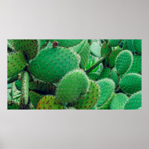 Póster Cactus, cactus de pera espinosa, espinas de cactus