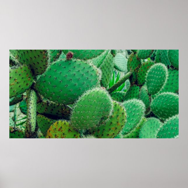 Póster Cactus, cactus de pera espinosa, espinas de cactus (Frente)