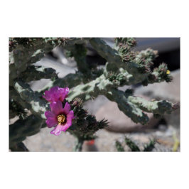 Póster Cactus Cholla en flor