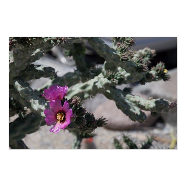 Póster Cactus Cholla en flor (Anverso)