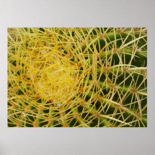 Póster Cactus Closeup Resumen Fotografía de la Naturaleza