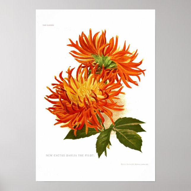 Póster Cactus Dahlia (Frente)