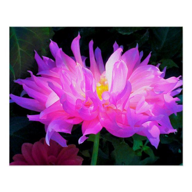 Póster Cactus Dahlia rosa y morado asombroso (Anverso)