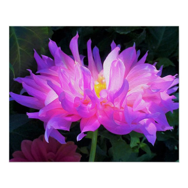 Póster Cactus Dahlia rosa y morado asombroso (Anverso)