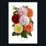 Póster Cactus Dahlias<br><div class="desc">Cactus Dahlias ; del Ilustracion horticole v.36 (1889). Esta imagen (u otro archivo multimedia) es de dominio público porque sus derechos de autor han caducado.</div>