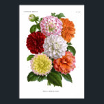 Póster Cactus Dahlias<br><div class="desc">Cactus Dahlias ; del Ilustracion horticole v.36 (1889). Esta imagen (u otro archivo multimedia) es de dominio público porque sus derechos de autor han caducado.</div>