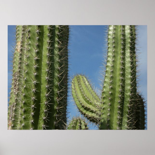 Póster Cactus de Barril I Foto del Desierto (Frente)