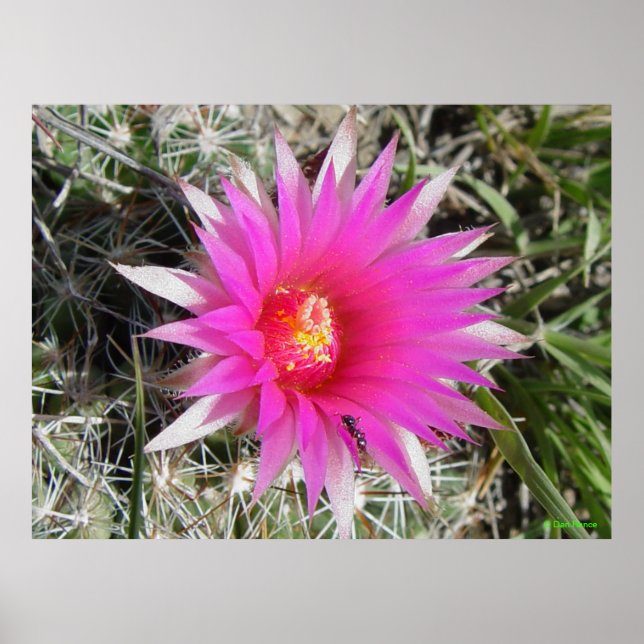 Póster Cactus de bola F12 "Escobaria vivipara" (Frente)