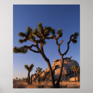 Póster Cactus de Cholla y Rock de Cap Rock , árbol de Jos