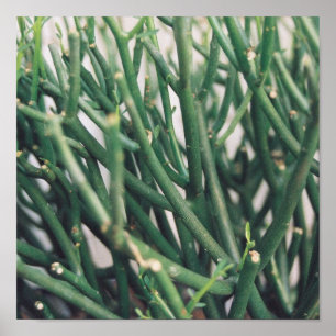 Póster Cactus de lápiz - Personalizado