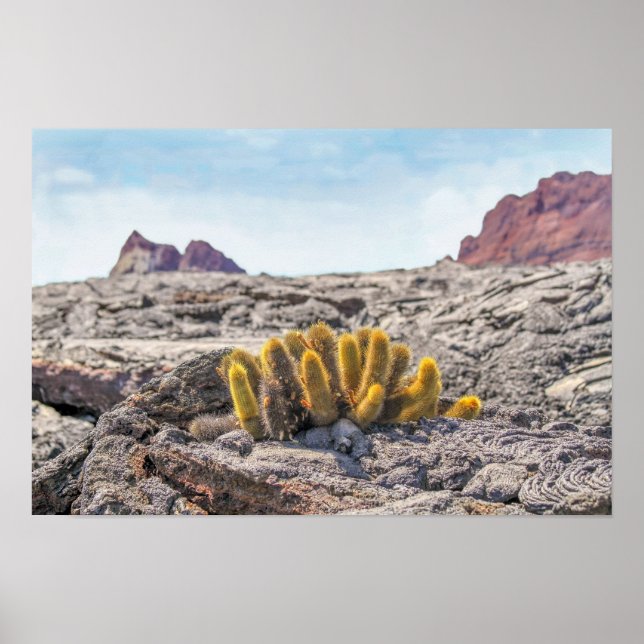 Póster Cactus de lava de Galápagos, Ecuador (Frente)