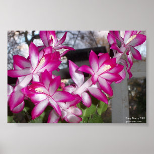 Póster Cactus de navidad