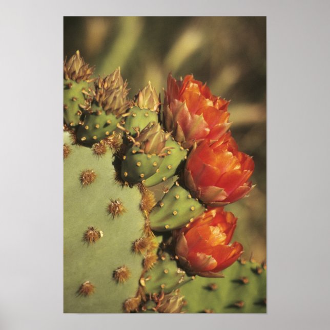 Póster Cactus de pera espinosa en flor, Arizona-Sonora 2 (Frente)