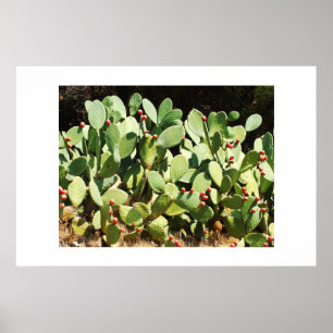 Póster Cactus de peras de pramio