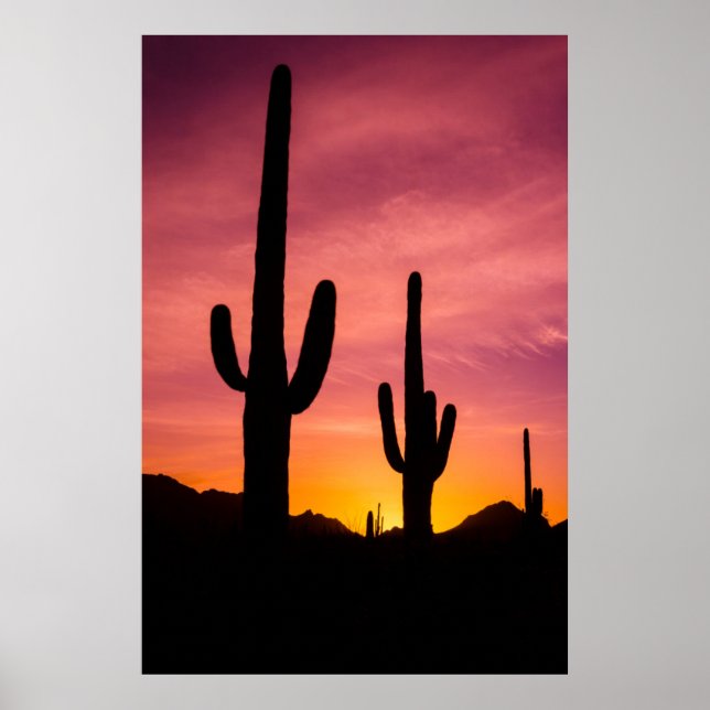 Póster Cactus de Saguaro al amanecer, Arizona (Frente)