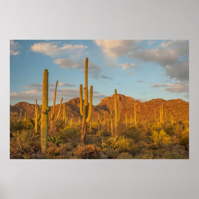 Póster Cactus de Saguaro al atardecer, Arizona (Frente)