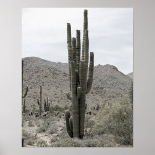 Póster Cactus de Saguaro en el desierto de Arizona de baj