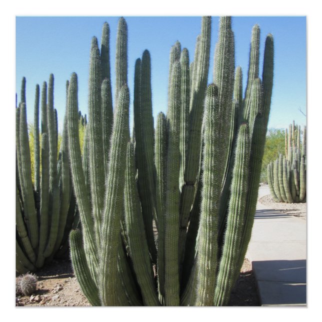 Póster Cactus de tubo de órganos (Anverso)