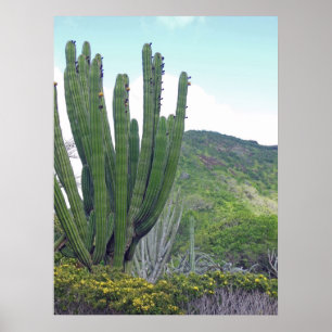 Póster Cactus de tubo de órganos
