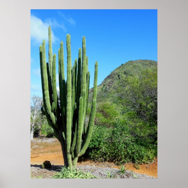 Póster Cactus de tubo de órganos (Frente)