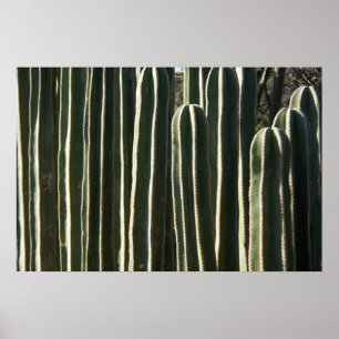Póster Cactus de tubo de órganos
