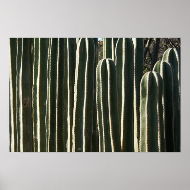 Póster Cactus de tubo de órganos (Frente)