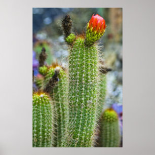 Póster Cactus del color
