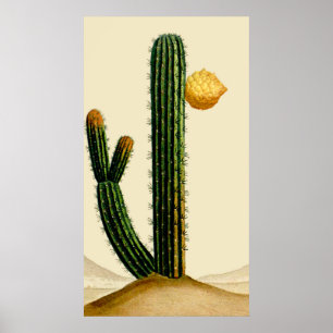 Póster Cactus Del Desierto En La Flor