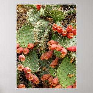 Póster Cactus del higo chumbo