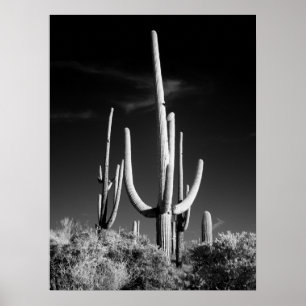 Póster Cactus del Saguaro