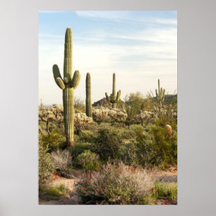 Póster Cactus del Saguaro, Arizona, los E.E.U.U.