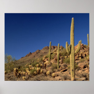 Póster Cactus del Saguaro y montañas de Tucson, Tucson