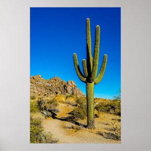 Póster Cactus derecho