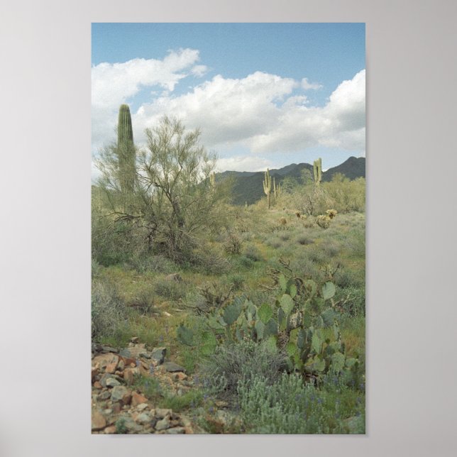 Póster Cactus Desert Coloring Photography Art Print Poste (Frente)