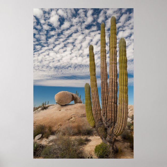 Póster Cactus en el desierto escénico (Frente)