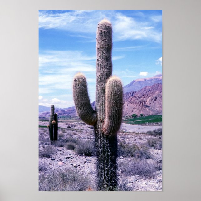 Póster Cactus en la provincia de Jujuy - Norte de Argenti (Frente)