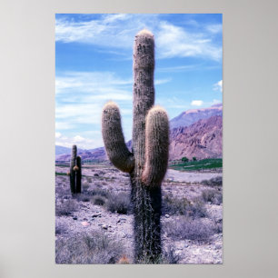 Póster Cactus en la provincia de Jujuy - norte de Argenti