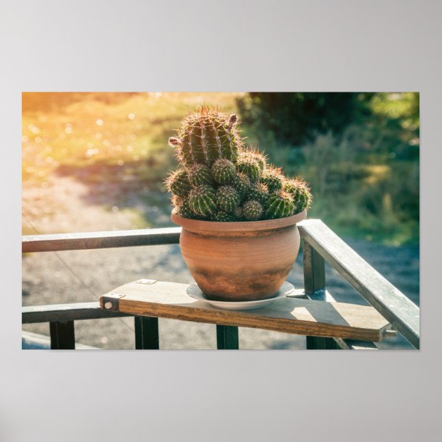 Póster Cactus en luz solar (Frente)