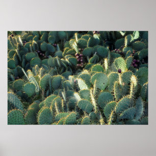 Póster Cactus espinosos